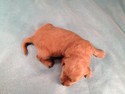 Female Goldendoodles for sale by an Iowa Goldendoodle Breeder, Puppy#11